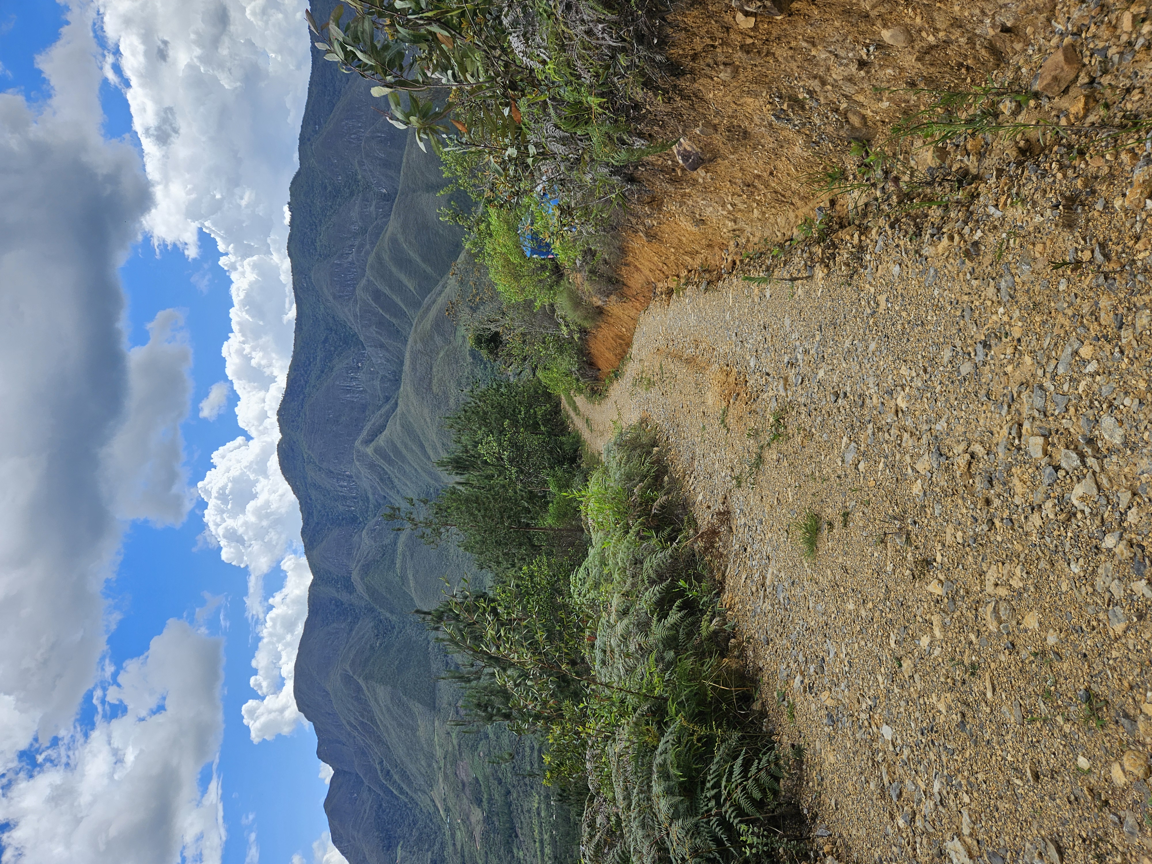 Peru Finca Timbuyacu Maragogype - kawa specialty Darvea Timbuyacu