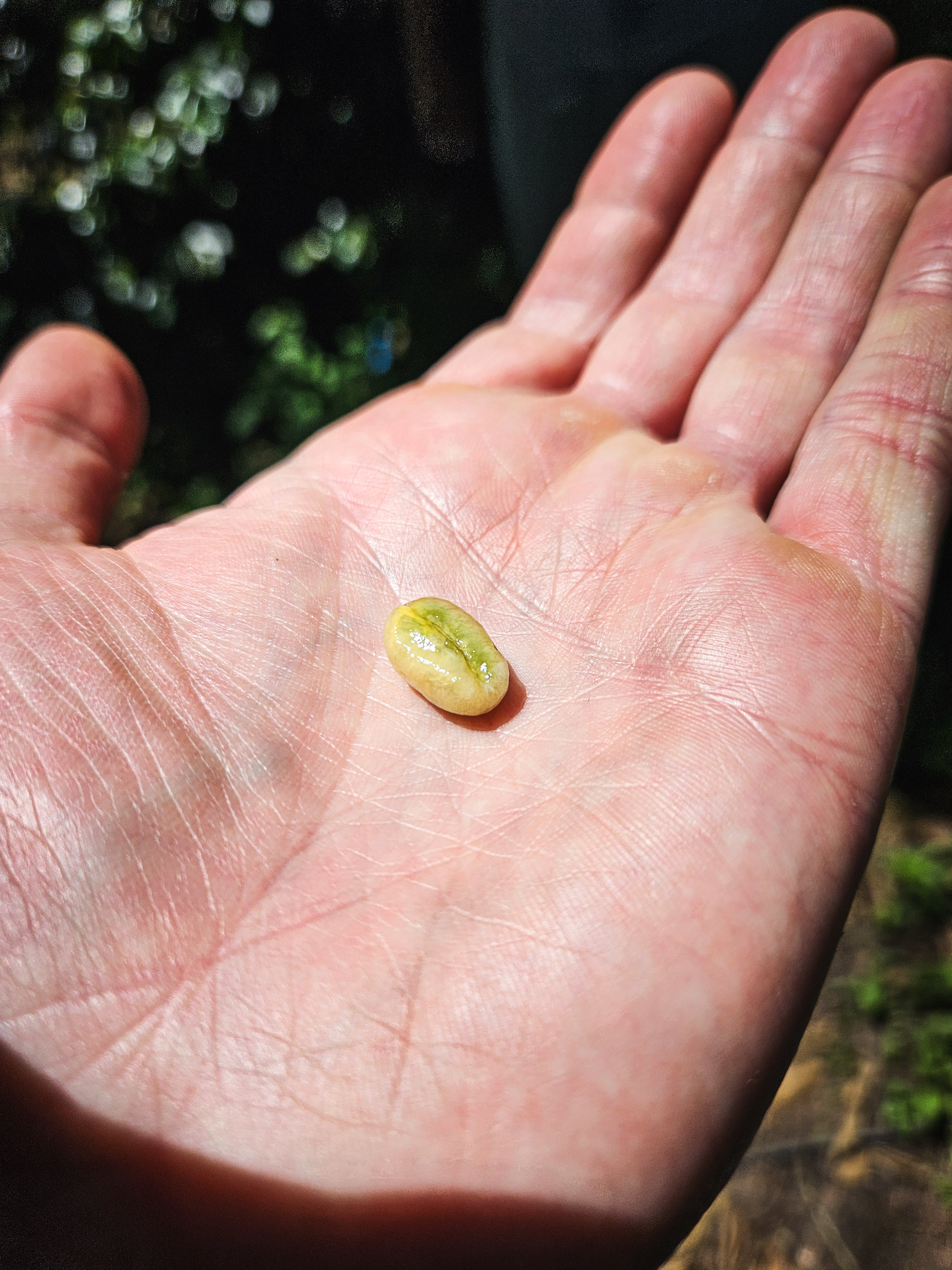 Peru Finca Timbuyacu Maragogype - kawa specialty Darvea green_coffee_bean_Peru_Finca