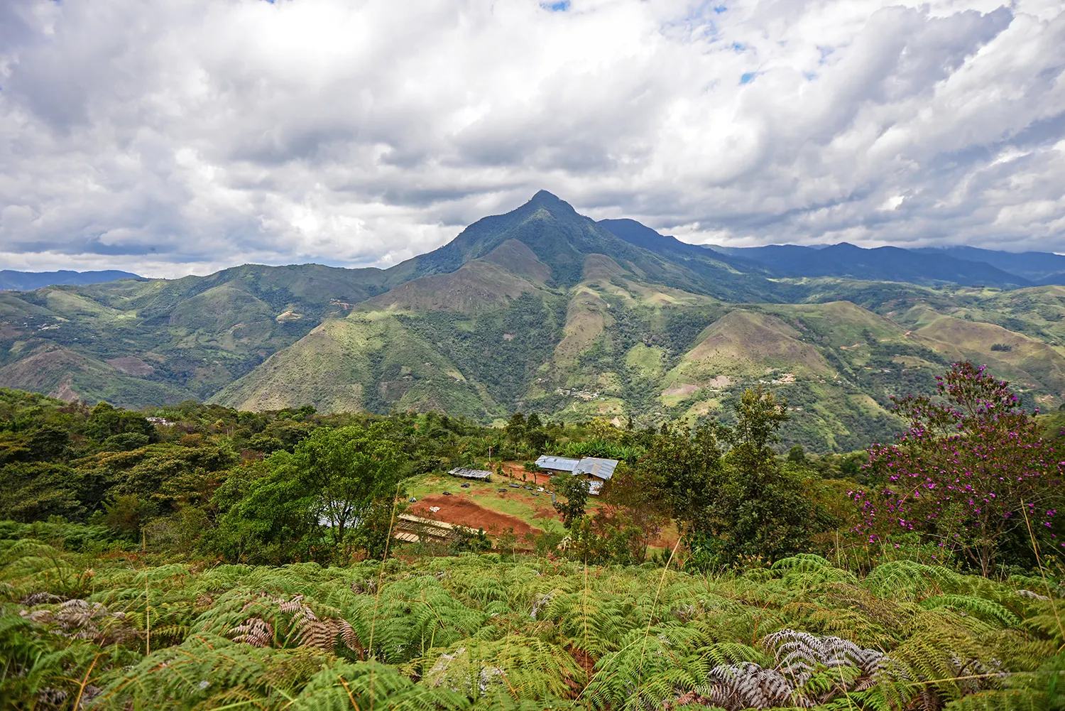Region kawowy Peru